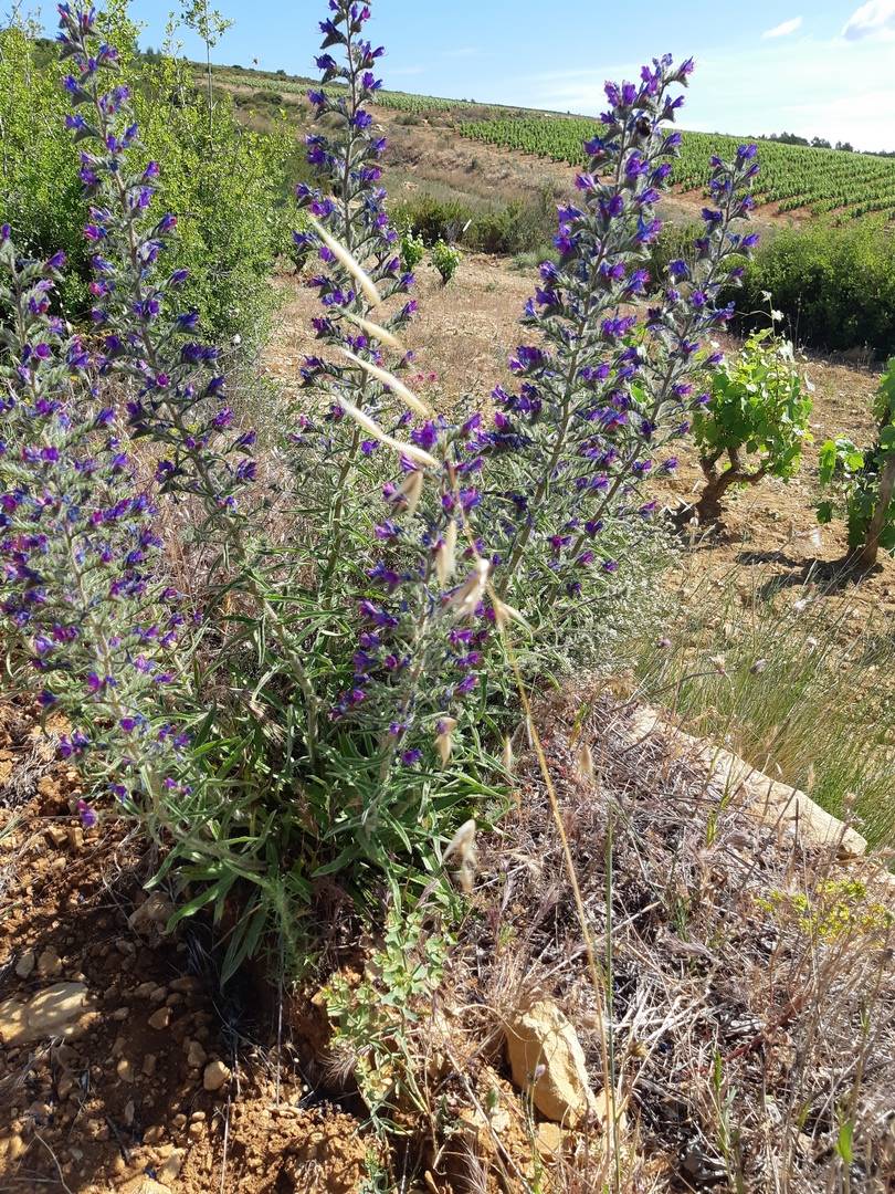 Domaine de la suffrène ,les vins de Bandol