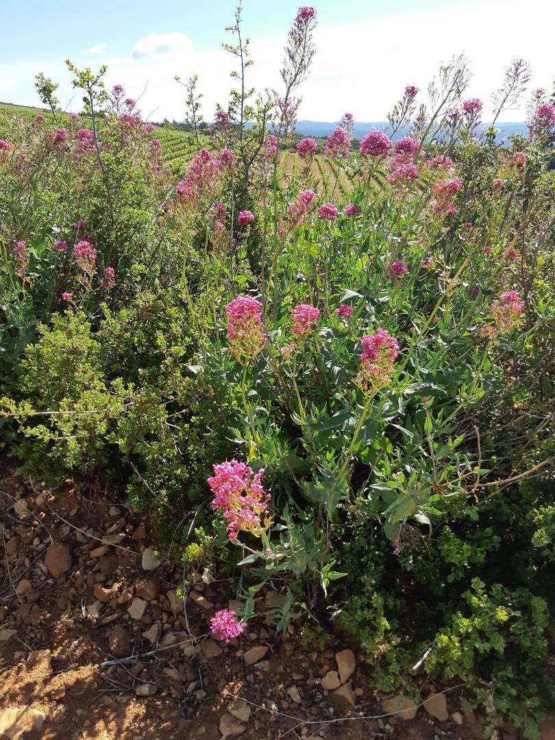 La diversité de la fore dans le midi de la france est un élément essentiel pour nos cultures