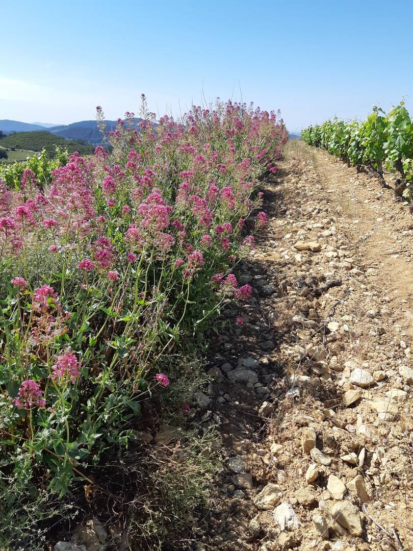 respect de la flore avec les cultures
