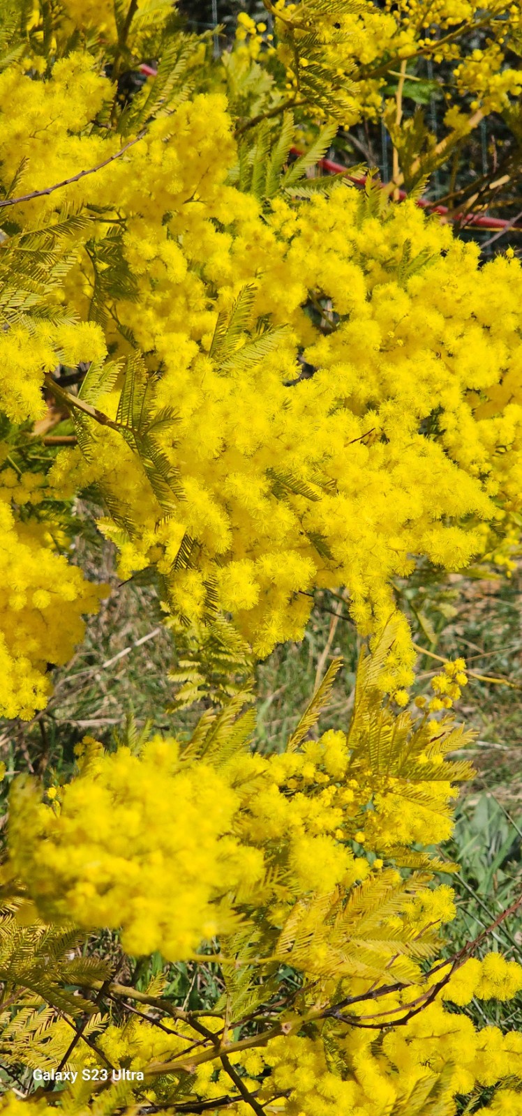 les mimosas sont bien en fleurs