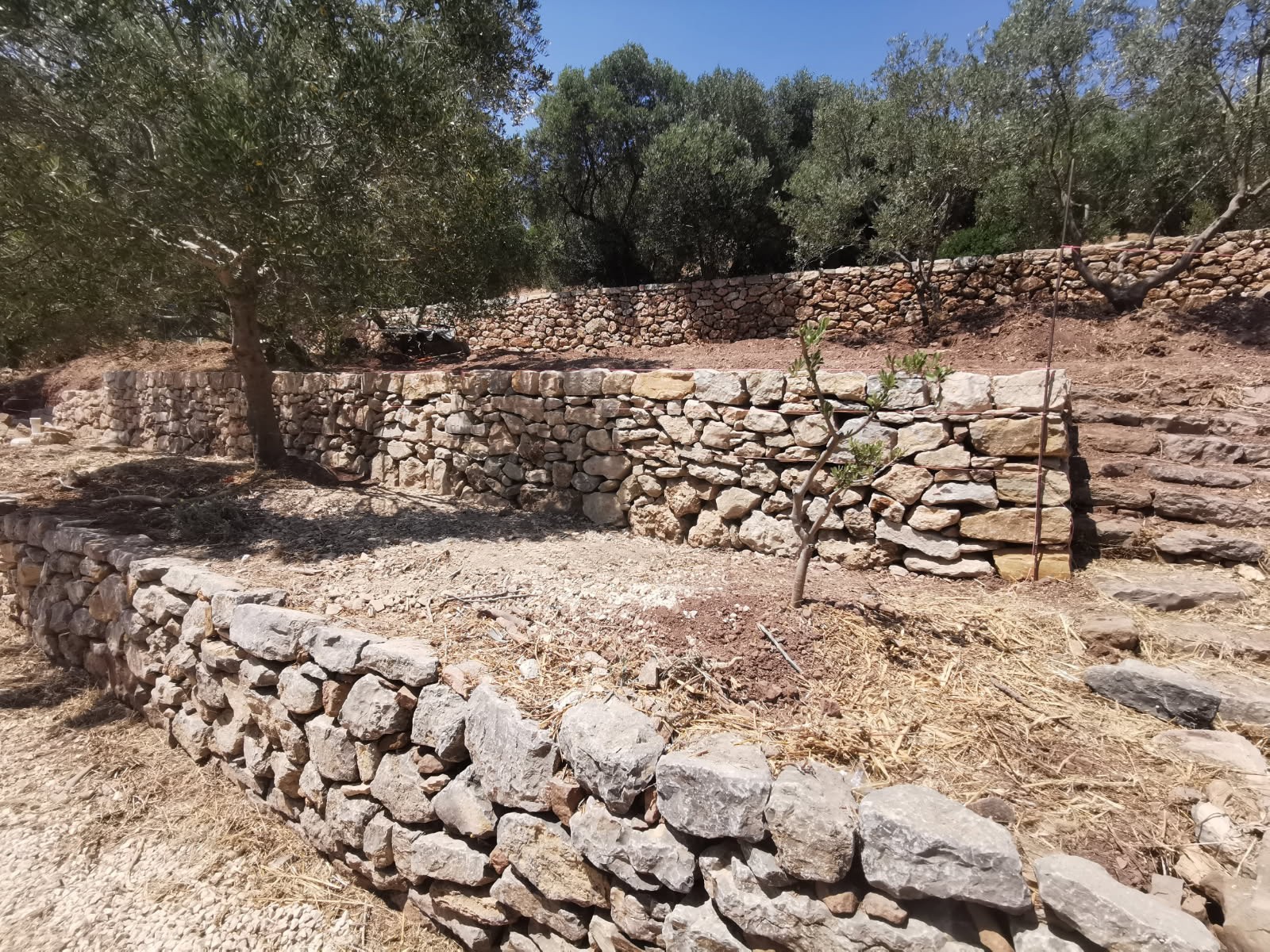 Reconstruction murets en pierres sèches de restanques au jardin des Olivier de la Mairie d'Ollioules