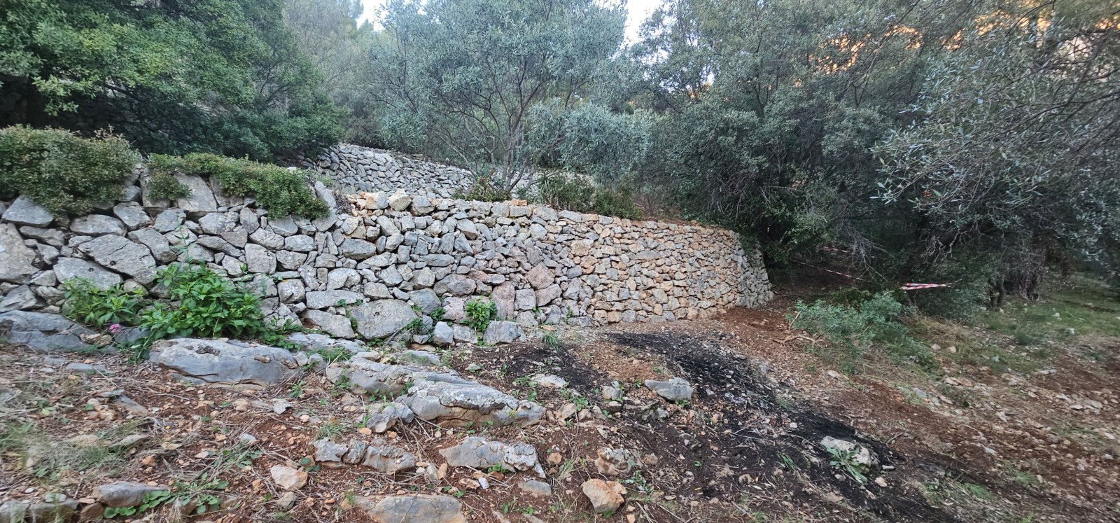 Reconstruction de murets en pierres au Conservatoire Variétal de l’Olivier à La Valette 