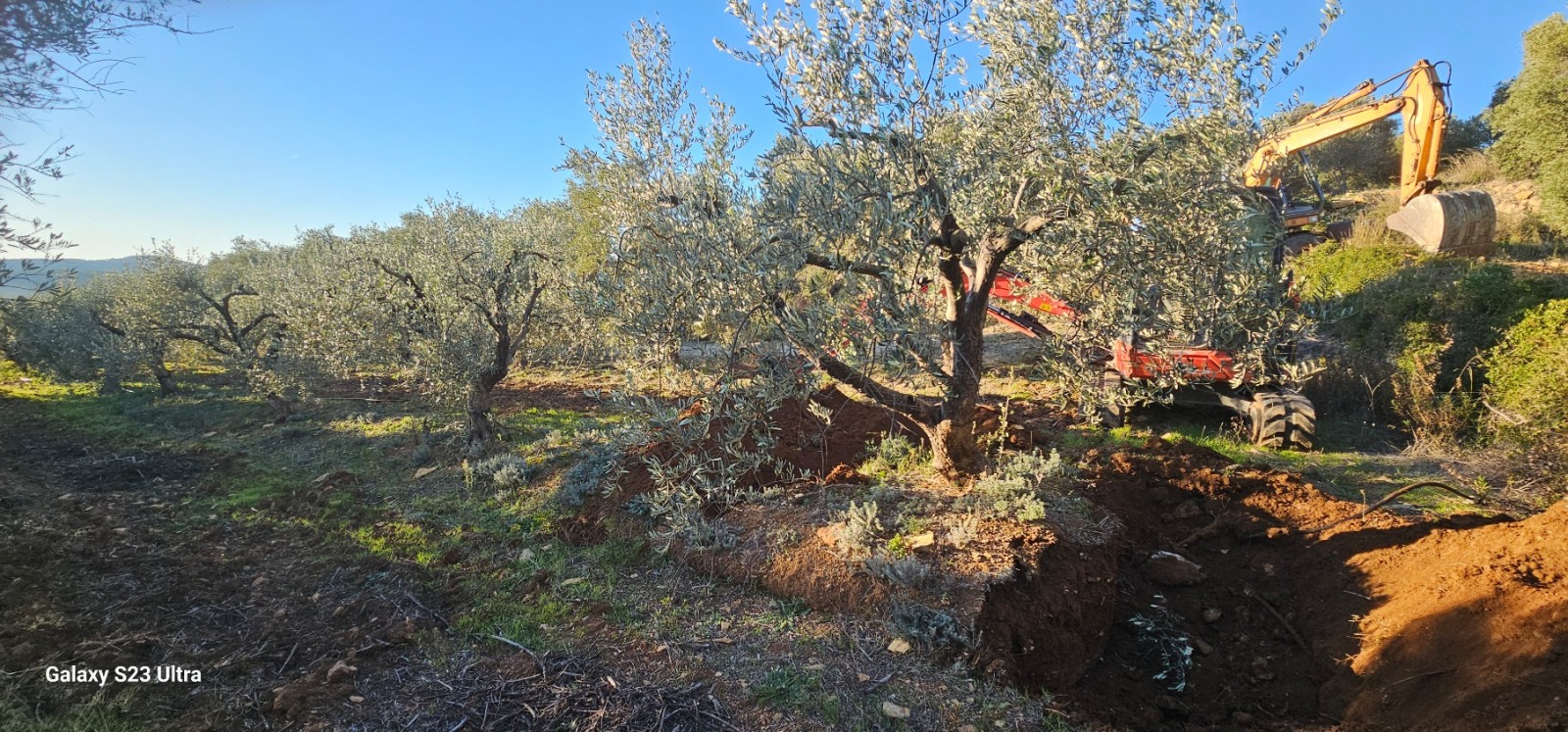 transplantation de trés gros oliviers pour le domaine de la Suffrène à la Cadiéres d azur