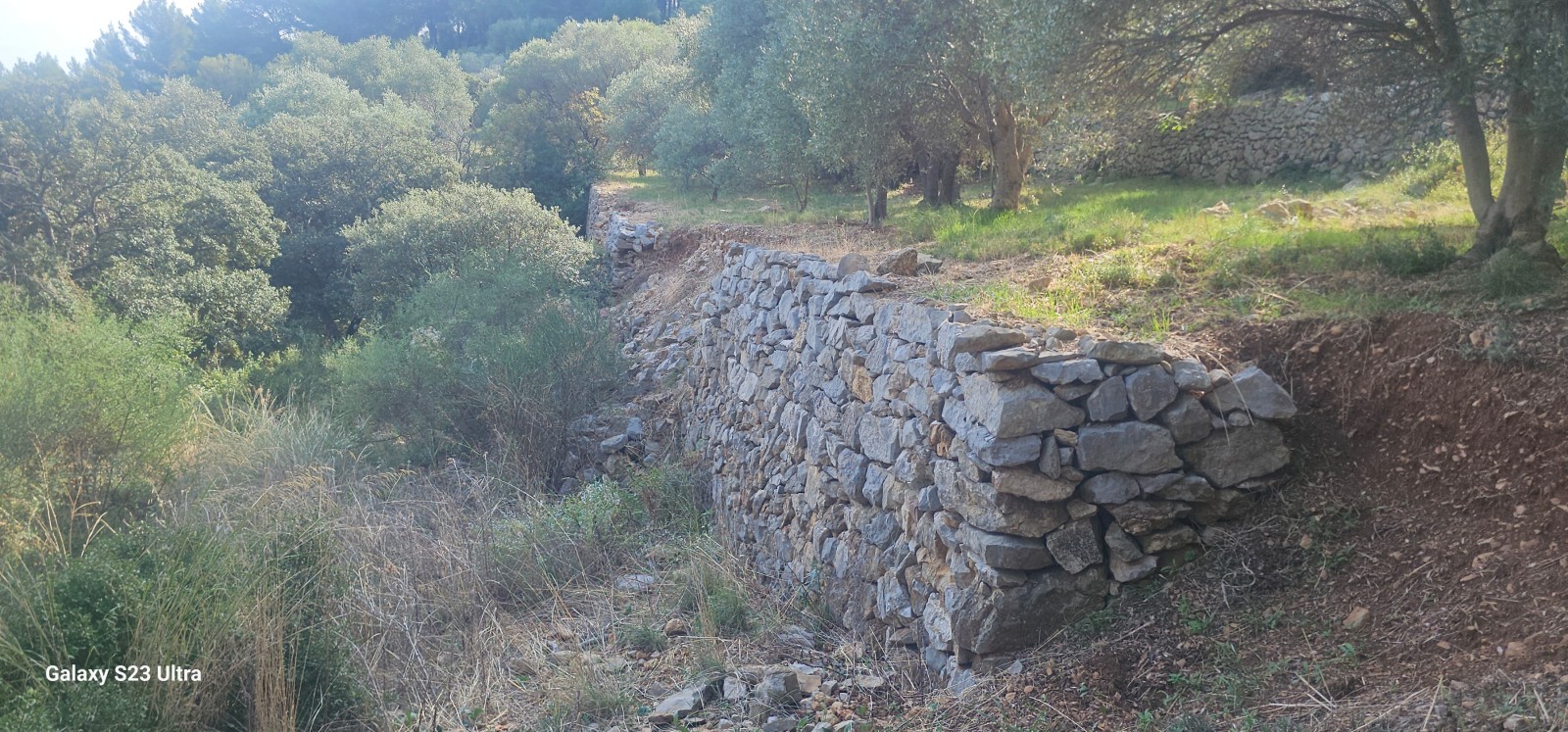 Reconstruction de murets en pierres au Conservatoire Variétal de l’Olivier à La Valette 