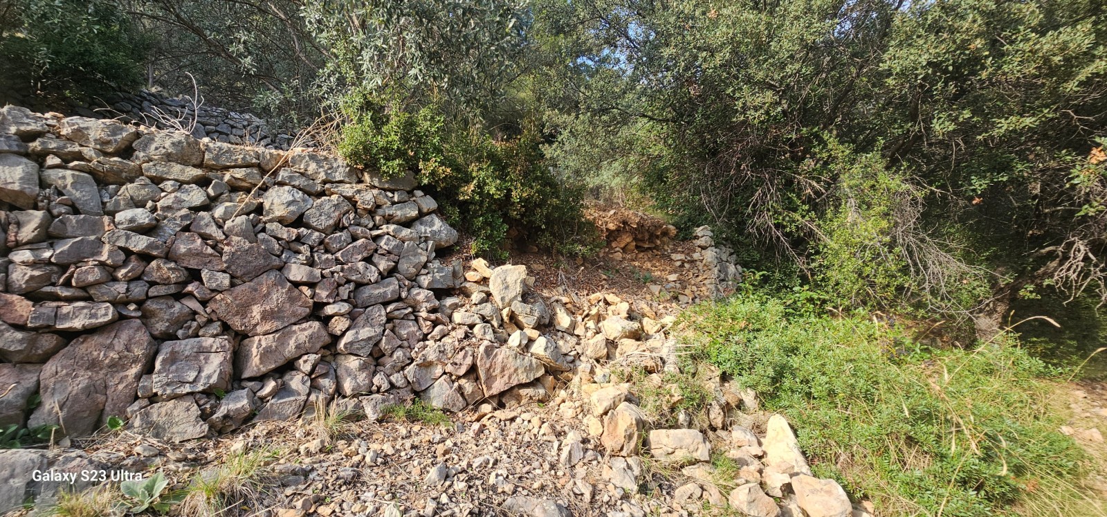 Reconstruction de murets en pierres au Conservatoire Variétal de l’Olivier à La Valette 