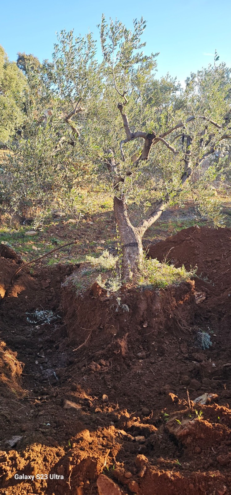 transplantation de trés gros oliviers pour le domaine de la Suffrène à la Cadiéres d azur