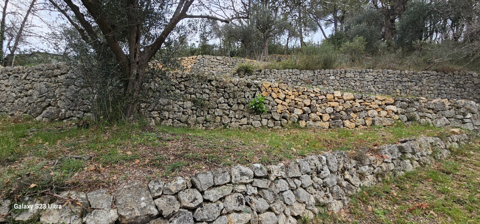 Visite 3 ans après sur la reconstruction de murets en pierres sèches à Mouans-Sartoux dans Alpes-Maritimes, en région Provence-Alpes-Côte d'Azur.