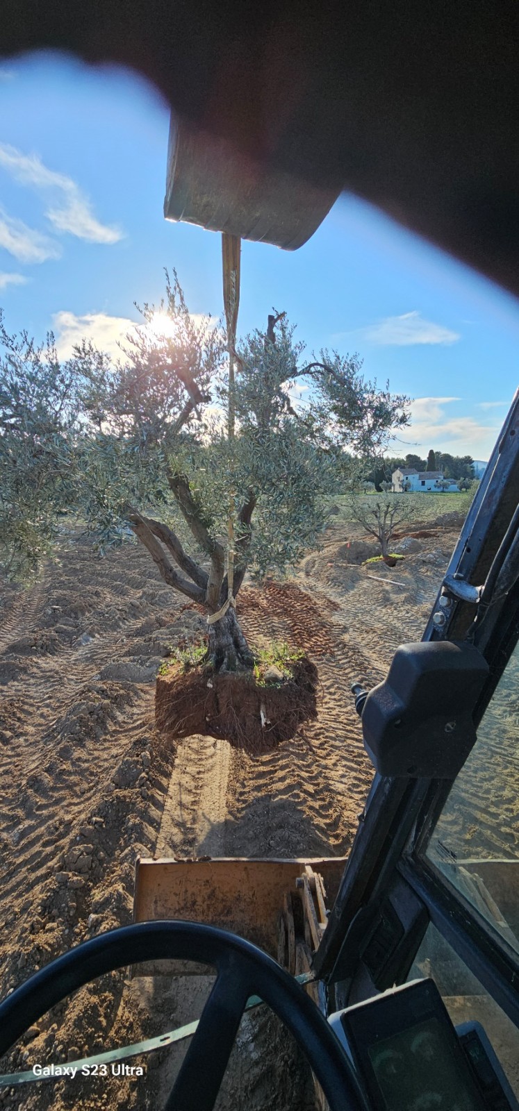 transplantation de trés gros oliviers pour le domaine de la Suffrène à la Cadiéres d azur