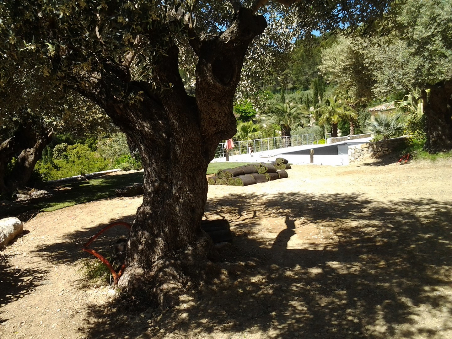 Gazon en plaques sous l' olivier dan un jardin de Bandol 83