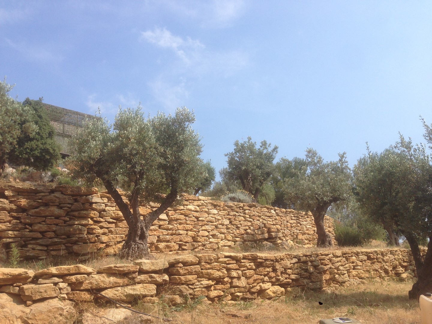 restanques d' oliviers arroser par un systéme de gouttes à gouttes