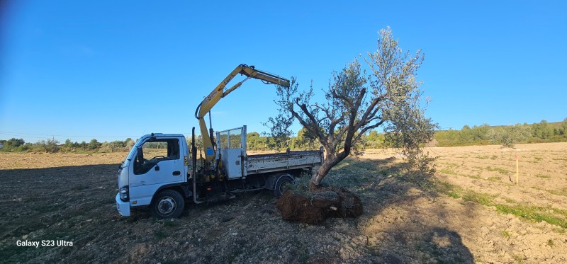 transplantation de trés gros oliviers pour le domaine de la Suffrène à la Cadiéres d azur