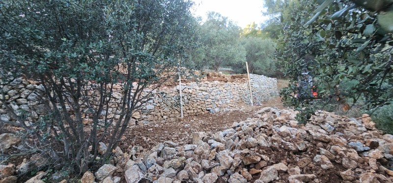 Reconstruction de murets en pierres au Conservatoire Variétal de l’Olivier à La Valette 