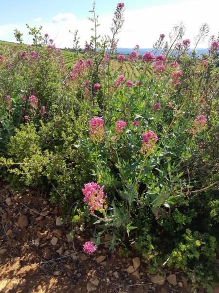 La diversité de la fore dans le midi de la france est un élément essentiel pour nos cultures
