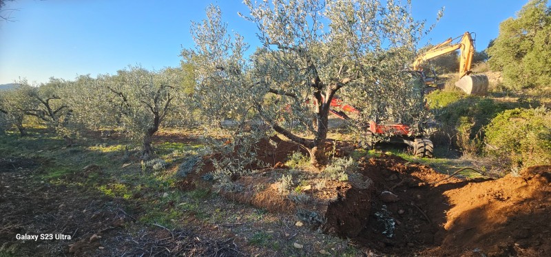 transplantation de trés gros oliviers pour le domaine de la Suffrène à la Cadiéres d azur