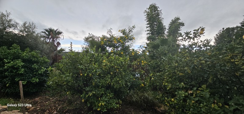création d'un jardin méditerranéen sur Ollioules dans le VAR