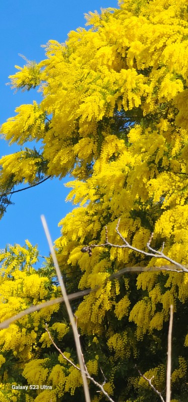 les mimosas sont bien en fleurs