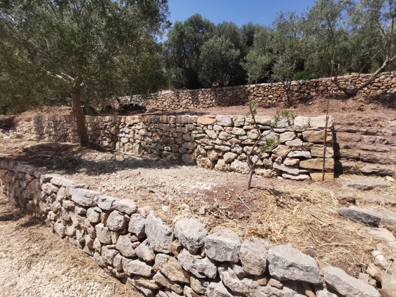 Reconstruction murets en pierres sèches de restanques au jardin des Olivier de la Mairie d'Ollioules