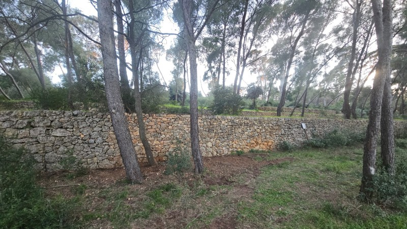 reconstruction de murets en pierres sèches à Ollioules 