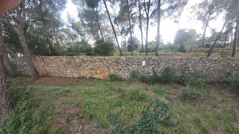 reconstruction de murets en pierres sèches à Ollioules 