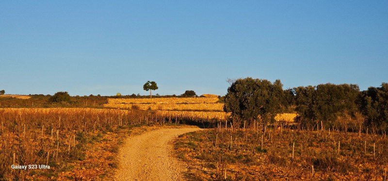 transplantation de trés gros oliviers pour le domaine de la Suffrène à la Cadiéres d azur