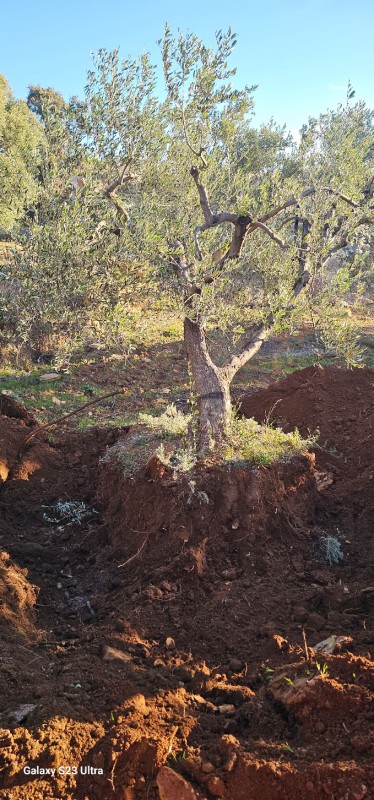 transplantation de trés gros oliviers pour le domaine de la Suffrène à la Cadiéres d azur