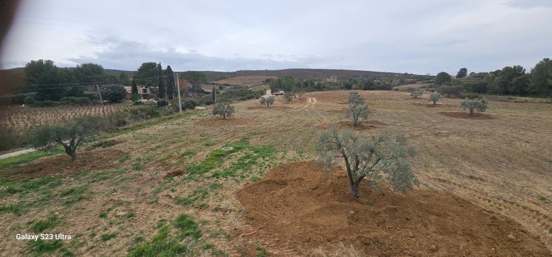 transplantation de trés gros oliviers pour le domaine de la Suffrène à la Cadiéres d azur