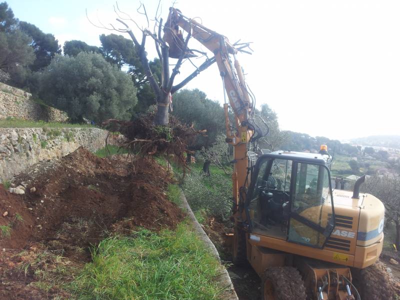 transplantation de fruitiers dans le vas prés de toulon